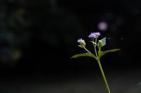 Migliaia di nuove immagini di alta qualità aggiunte ogni giorno. Grappolo Di Fiori Viola Chiaro 2045952 Foto D Archivio