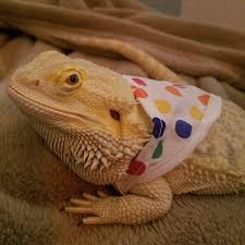 Our site is specifically designed for you and it's a great place for beardie enthusiasts to meet online. Bearded Dragon Clothes Posts Facebook