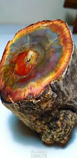 Petrified Wood Geology Geologypage Geology Page Www Geologypage Com Minerals And Gemstones Rocks And Gems Rocks And Minerals