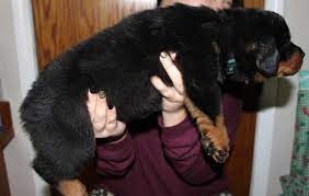 If you are unable to find your rottweiler puppy in our puppy for sale or dog for sale sections, please consider looking thru thousands of rottweiler dogs for adoption. Giant Rottweiler Puppies For Sale Rottweiler Rottweiler Puppies German Rottweiler Puppies
