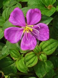 Image result for Dissotis