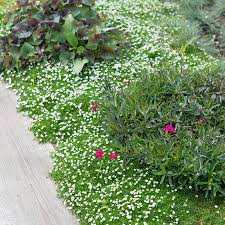 Image result for Sagina