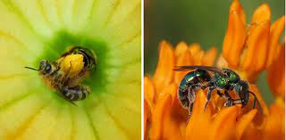 These flowering plants come in a wide range of colors, including white, cream, maroon, yellow, red, orange and pink. Pollinators Wisconsin Horticulture