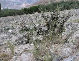 Image result for Lycium mascarenense