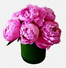 Peony cut flowers fresh from our fields. Cut Flowers Peony Flower Bouquet Garden Roses Peonies Purple Herbaceous Plant White Png Pngwing