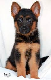 Get a boxer, husky, german motto creek german shepherds is pleased to announce that we are expecting a litter of purebred, registered german shepherd puppies. Black And Deep Red German Shepherd Puppies For Sale 5 Year Health Guarantee Black German Shepherd Puppies German Shepherd Puppies Red German Shepherd