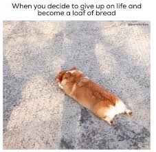 Pin By Whatsit Tooya On Funny Corgi Funny Dog Memes Cute Corgi