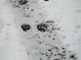 We did not find results for: Raccoon Tracks Euglossine Bee