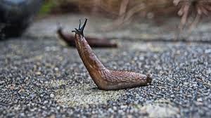 The cucumber (cucumis sativus) is a vegetable plant of the cucurbitaceae family, which also includes zucchinis, pumpkins, melons, etc. How To Deal With Snails And Slugs In The Garden Naturally And Safely Dengarden