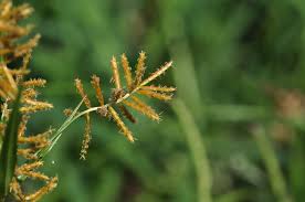 Image result for Cyperus pseudoleptocladus