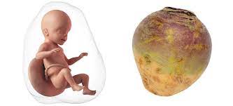 Your baby is approximately 13.38 inches (34 cm) long and weighs 2 pounds (0.9 kg). 26 Weeks Pregnant Symptoms Tips Baby Development