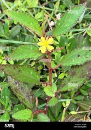 Image result for Corchorus aestuans