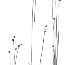 Image result for Nemum