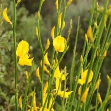 Image result for Aptosimum junceum