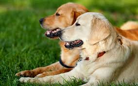Pet medical center of springfield. List Of Veterinary Medical Organizations Illinois State Veterinary Medical Association