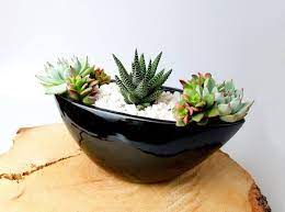 Sprinkle in a fine layer of compost & fill in with more succulent & cactus mix. Creative Diy Succulent Gardens Home And Office Accessories Succulent Arrangements Succulents Indoor Succulent Garden Indoor