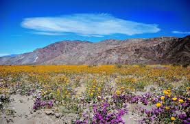 Maybe you would like to learn more about one of these? California S Native Plants Theodore Payne Foundation