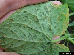 Image result for mildew on cucumbers