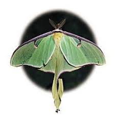 The luna moth (actias luna) is a nearctic moth in the family saturniidae, subfamily saturniinae, a group commonly known as giant silk moths. Moth Cocoons Care Sheet Carolina Com