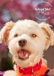 Norman Was Recently Adopted From Aussie And Others Rescue San Diego Http Www Aussierescuesandiego Org Dog Adoption Dog Cat San Diego
