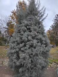 Image result for Cupressus arizonica