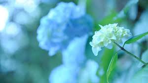We did not find results for: Sfondi Per Desktop Fiori 2048x1152 Wallpaper Teahub Io