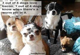 20 Chihuahua Memes That Will Make You Laugh I Love My Chi