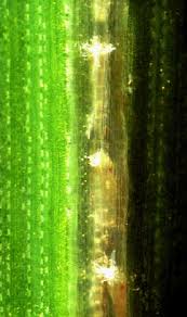 Dalbulus maidis (maize leafhopper)