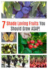 But, considering your in zone 3 and you plan. 7 Fruits That Grow In Shade Shade Garden Plants Fruit Bushes Trees That Grow In Shade