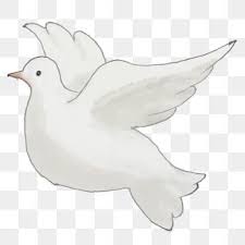 Peace Dove White Dove Wings White Dove Png Transparent Clipart Image And Psd File For Free Download Dove Pictures Dove Images White Doves