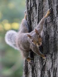 Maybe you would like to learn more about one of these? Willis Pest Control Squirrel Control Experts Based In West Midlands