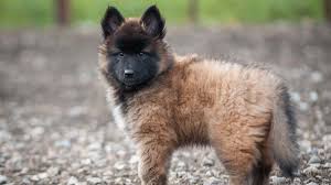 Belgian malinois or belgian tervuren? Belgian Tervuren Price Temperament Life Span