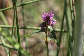 Image result for Floscopa glomerata