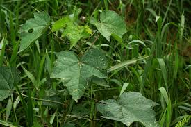 Image result for Hibiscus diversifolius