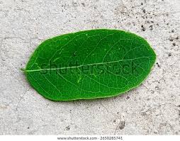 Image result for Cleistanthus