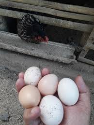 Wajıb tahu, standar pakan ayam kub beda dengan ayam bıasa! Sobat Tani Mari Beternak Ayam Penyuluh Pertanian Facebook