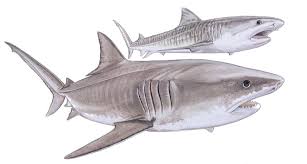 Unlike all other requiem sharks, the tiger shark is. Tiger Shark Galeocerdo Cuvier Shark Research Institute