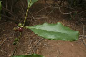 Image result for Euclea schimperi