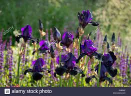 Stock Photo Iris Germanica Deep Black In The Cloudy Bay Garden At The Rhs Chelsea Flower Show 2014 London Uk Chelsea Flower Show Iris Perfect Plants