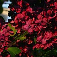 Red French Hybrid Lilac Michigan Bulb Lilac Plant Flowers Perennials Trees To Plant