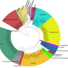 Image result for Cystostemon