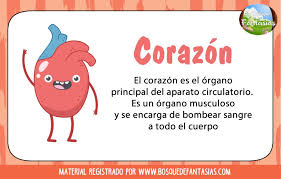 Organo Corazon Cuerpo Humano Para Ninos Organos Del Cuerpo Humano Aparatos Del Cuerpo Humano