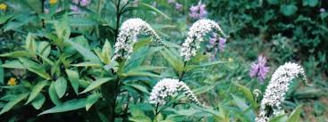 The primary charge is that the plant closed when bush was still president. Lysimachia Species Gooseneck Loosestrife Shepherd S Crook Loosestrife Lysimachia Clethroides