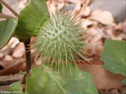 Image result for Datura inoxia