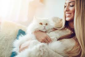 The life span of your persian cat is around 8 to 13 years if very healthy and gets its regular shots and deworming. Persian Cat Facts History Personality And Care Aspca Pet Health Insurance