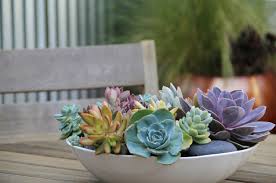 7 of 14 ammunition box succulent container. Plant These 12 Succulents For Instant Impact In Containers