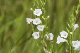 Image result for Sopubia