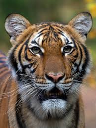 The reason for garena free fire's increasing popularity is it's compatibility with low end devices just as. Bronx Zoo Tiger Is Sick With The Coronavirus The New York Times