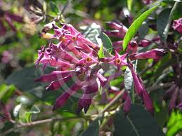 Image result for Cestrum × cultum