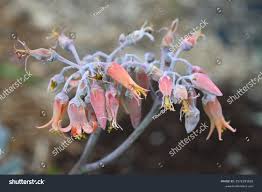 Image result for Cotyledon barbeyi